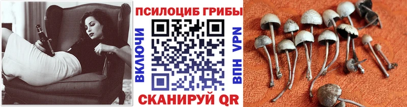 где купить наркотик Тюмень Галлюциногенные грибы MAGIC MUSHROOMS